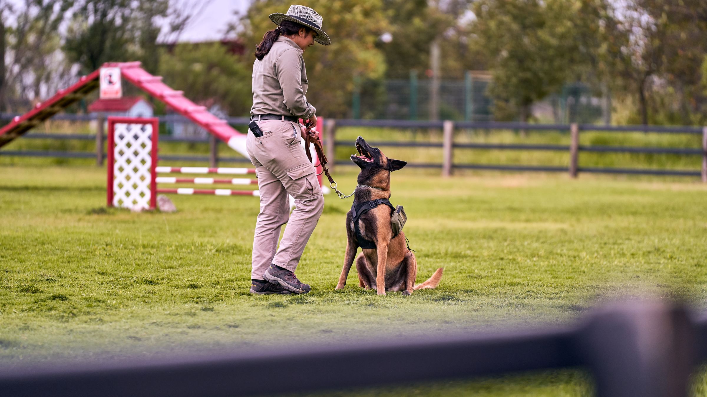 Professional dog training session