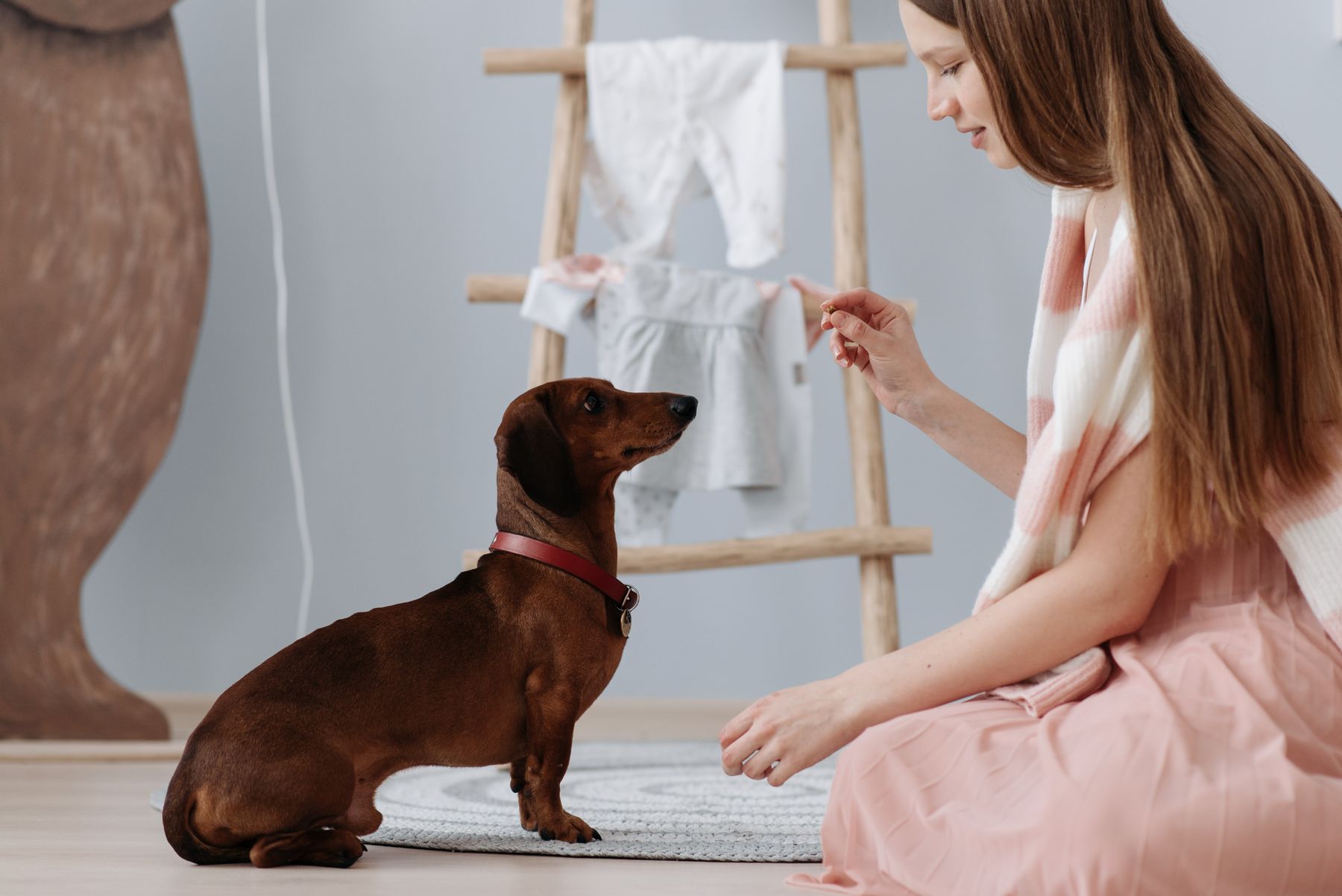 Indoor dog training session