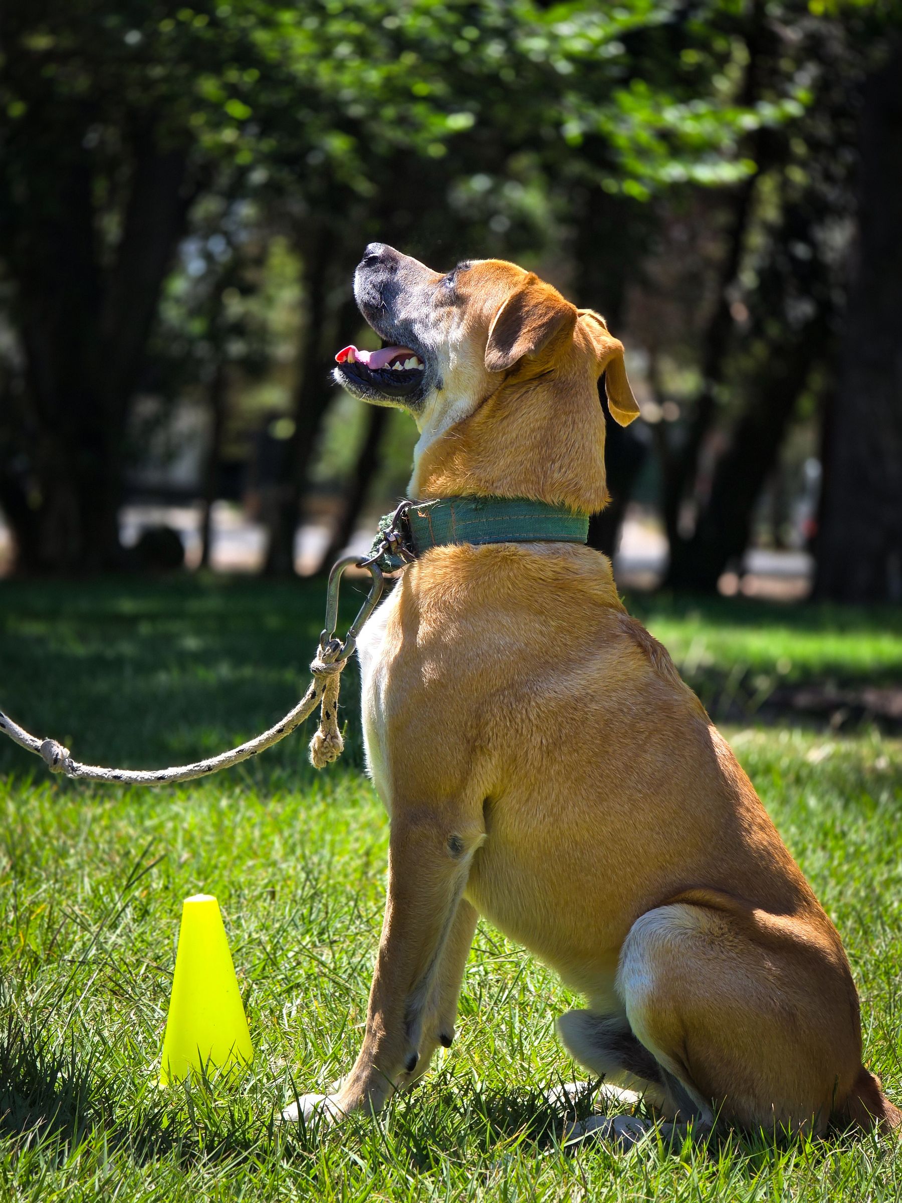Outdoor obedience training session