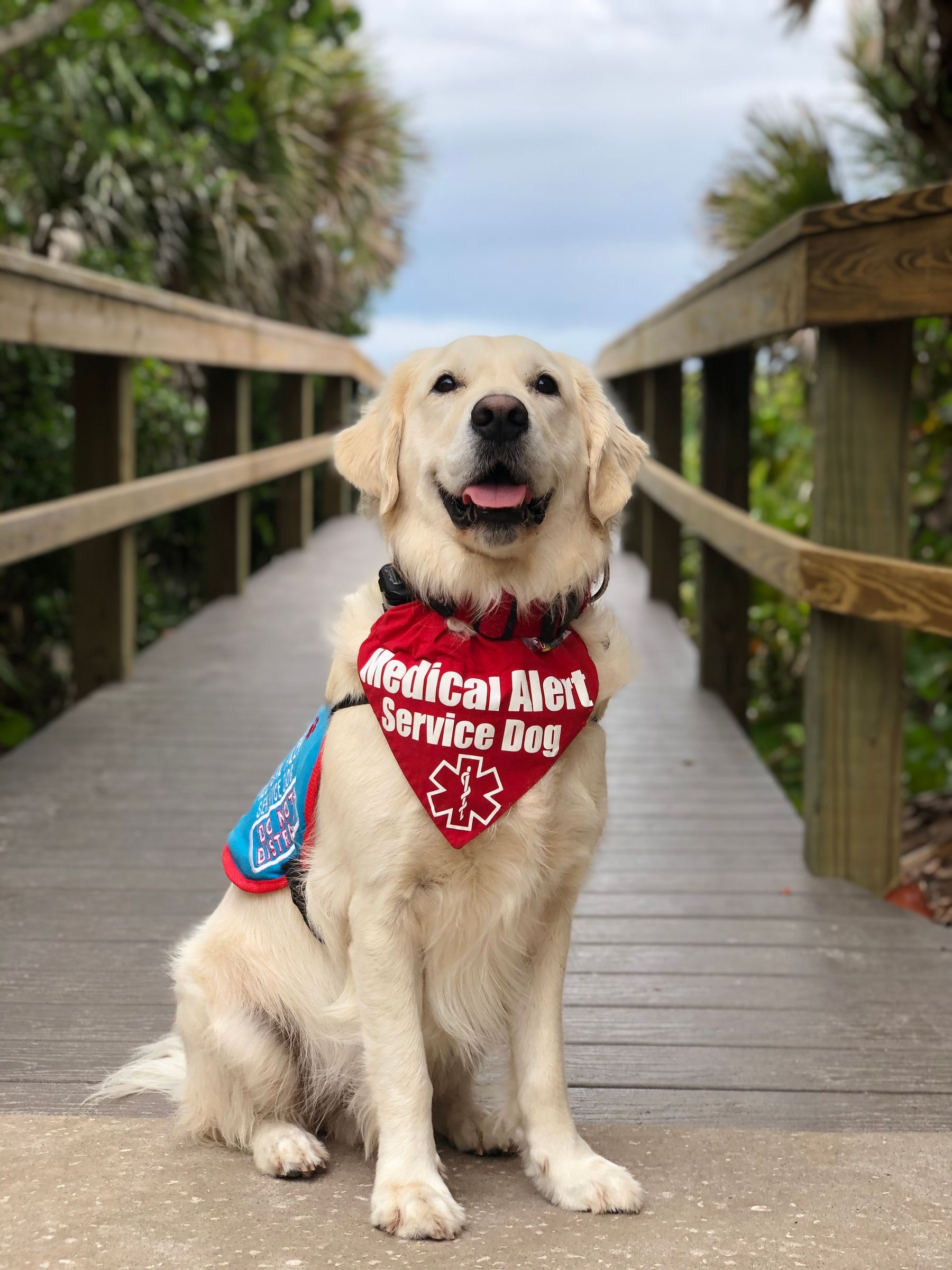 Medical alert service dog