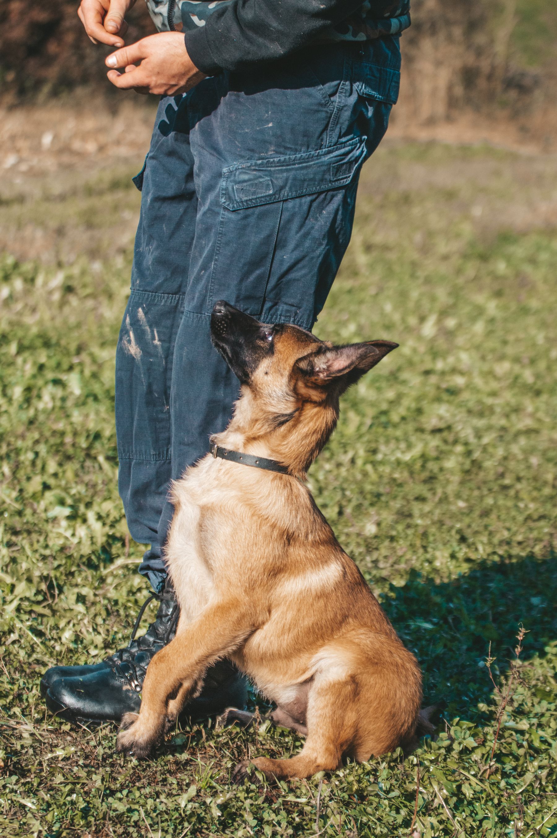 Dog and trainer during an outdoor session